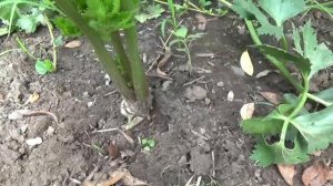 Секреты выращивания корневого сельдерея. Заморозка листьев.