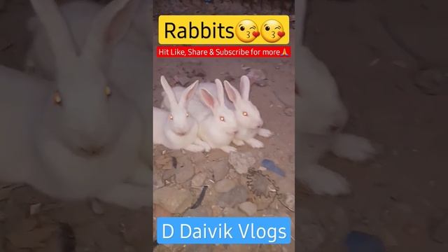 Rabbits Sleep ?? #shorts #short #shortsvideo #shortvideo #ytshort #ytshorts #animals #cute