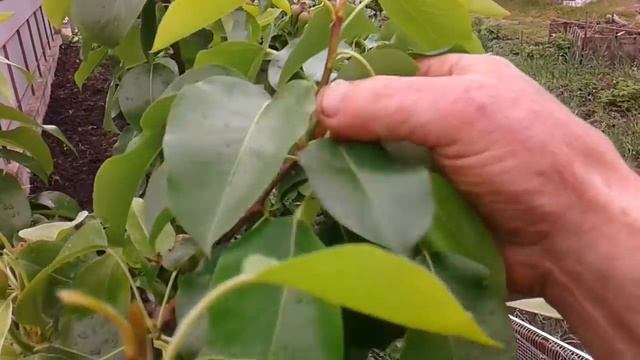 Обрезка. груша.лето.
Пинценирование.Вы
ламывание ненуж
ных побегов.Прищи
пывание верхушеч
ных почек смотреть онлайн