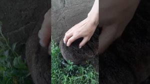 Обзор на кролика породы 《рекс》. Кролики - это не только ценный мех ...