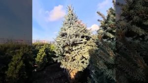 Ель колючая глаука экстра