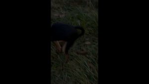 "Почему собаки делают джага-джага прямо на глазах людей, и долго-ли это будет ещё продолжаться?"