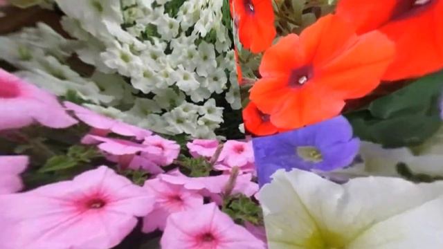 КАПРИЗНАЯ, НО ОЧЕНЬ КРАСИВАЯ... смотреть онлайн