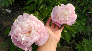 Пион Дашенька. Первое цветение.