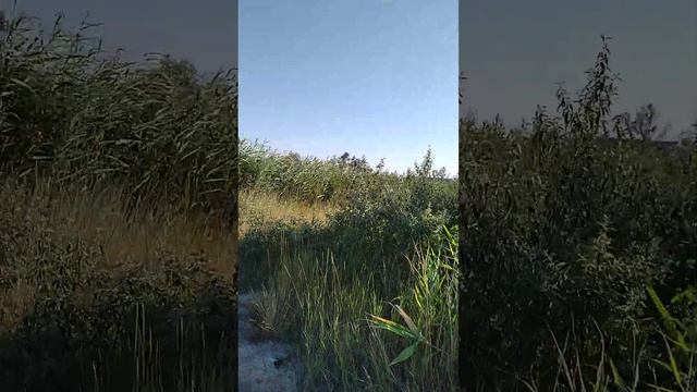 Гуляем рядом с ЛИМАНАМИ на отдыхе на теплом Азовском море в станице Голубицка