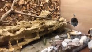 Camponotus fellah охота на богомола