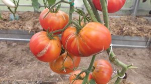 Томат Дневное наслаждение. Урожайный и очень вкусный помидор #томат #помидор #сорт #семена