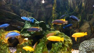 Малавийские цихлиды 1