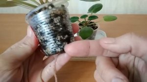 Детки фиалок - выращиваем на фитиле