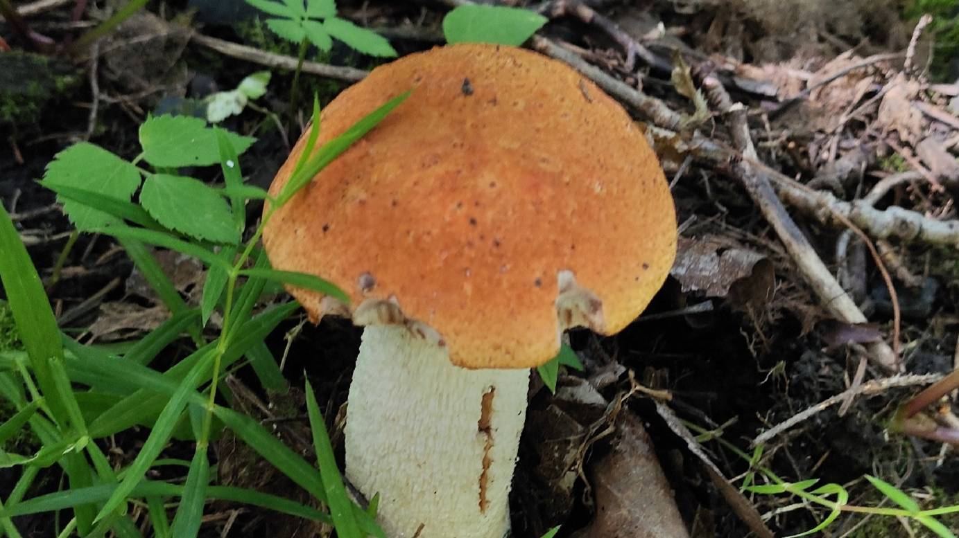 За грибами в Пермский лес 2 июля 2024 3 ч смотреть онлайн