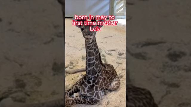 The mysterious death of baby giraffe Fenn