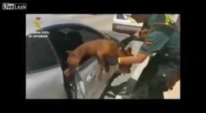 Спасение собаки в жару