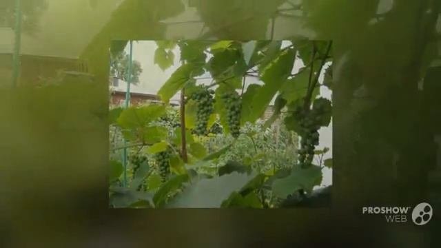 Любительское_выращивание_винограда. Домашний_виноград.