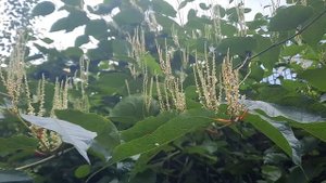 Рейнутрия сахалинская / Гречиха или сибирский бамбук / Reynoutria sachalinensis
