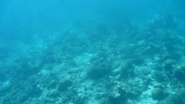 Blacktip shark - чернопёрая акула смотреть онлайн