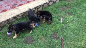 Щенки Немецкой овчарки Новосибирск