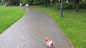 Ура, Открыли! Москва Сиреневый Сад цветет и пахнет