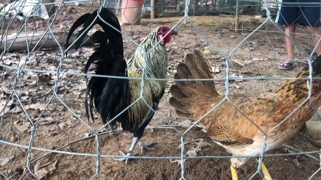 My rooster fighting free view - Shoot on iPhone 8 plus смотреть онлайн