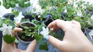 Черенки кампанул в осенне-зимний период. Как сохранить до весны?