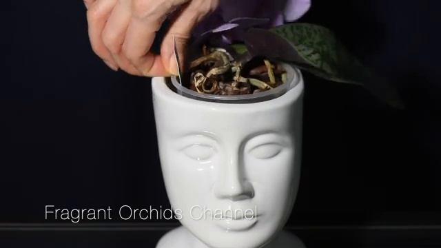 Fragrant Schilleriana Silver Leaf. смотреть онлайн