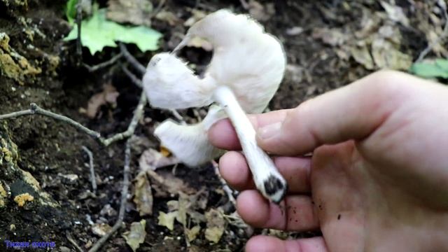 Печёночница и другие находки | Шипов лес
