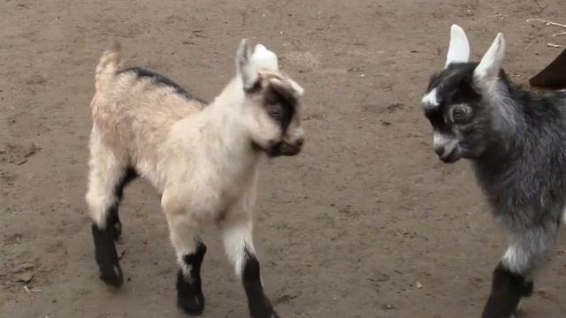 Новогодний Клип. Год Козла. смотреть онлайн
