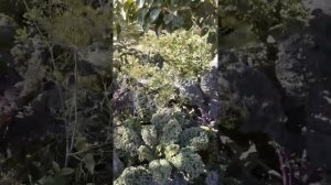 Кучерявая капуста...