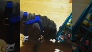 Веселые шарпеи: видео приколы