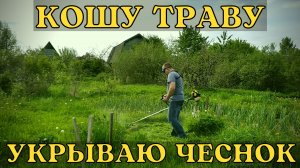 Кошу траву, укрываю травой чеснок