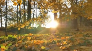 Волшебная музыка осени. Безумно красивые осенние мелодии! Чарующая красота осенней природы