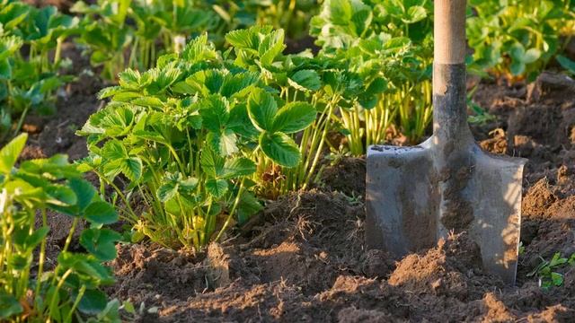 Посадка клубники в сентябре в 2021 году по лунному календарю смотреть онлайн