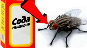 Как избавиться от мух за 3 Секунды..!.!.!