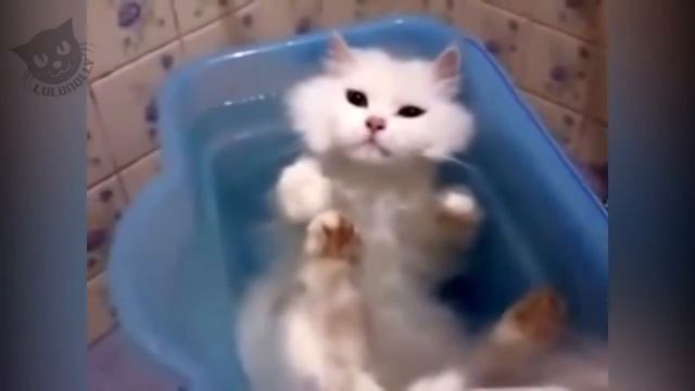 ПОДБОРКА СМЕШНЫХ КОТОВ 2017! (КОТЫ В ВАННОЙ) смотреть онлайн