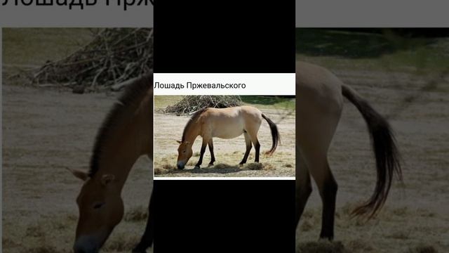 Редкие животные Китая! Многие этого не знают!!