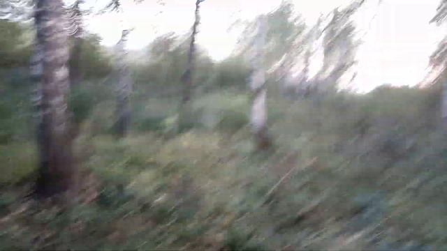 ЛО: огромное количество непонятных маленьких птиц смотреть онлайн