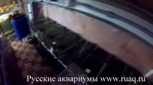 Тернеция гло. Разведение.