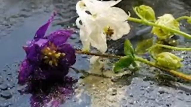 Яна Грей - Осенние листья-современный русский романс смотреть онлайн