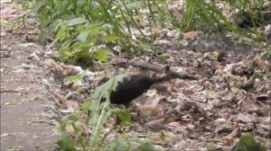 чёрный дрозд 13.06.2022