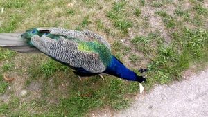 Франция.Париж. Удивительные сады и парки.