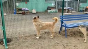 Собака из ПРИЮТА?! Да, солнечный пёс в поисках дома 🐕