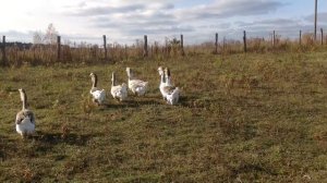 Холмогорские гуси Евгения Клещёва из Орла