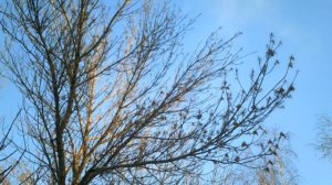 Новосибирск зимой парк Монумента Славы