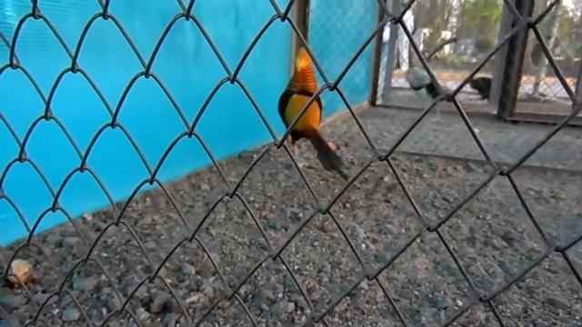 Золотой Фазан кричит в Дендропарке. Golden Pheasant shouts смотреть онлайн