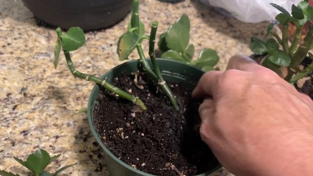 Осенняя обрезка вытянувшегося Каланхоэ. смотреть онлайн