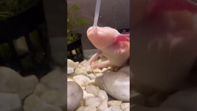 Аксолотли слепые? ? #аксолотль #axolotl смотреть онлайн