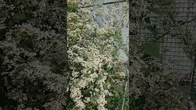 Цветение клематиса ЖГУЧЕГО. смотреть онлайн