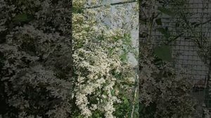 Цветение клематиса ЖГУЧЕГО.