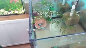 Нерест нанакар.