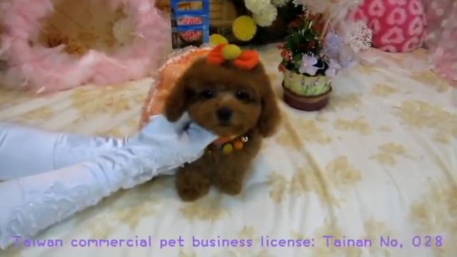 Toy Teacup Poodle #173 смотреть онлайн
