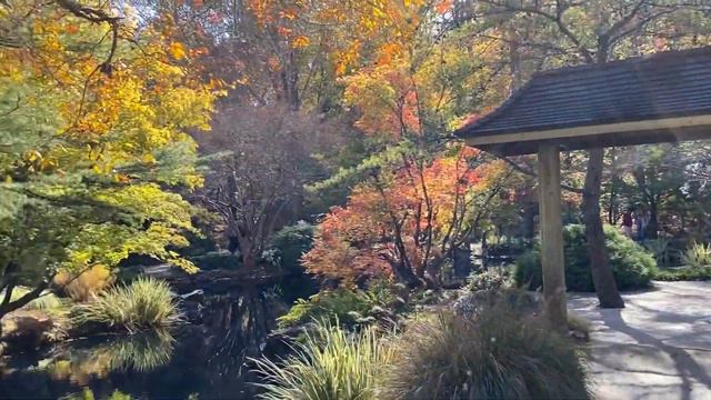 Gibbs Gardens. North Georgia. Japanese Maples Colorfest throughout the fall season